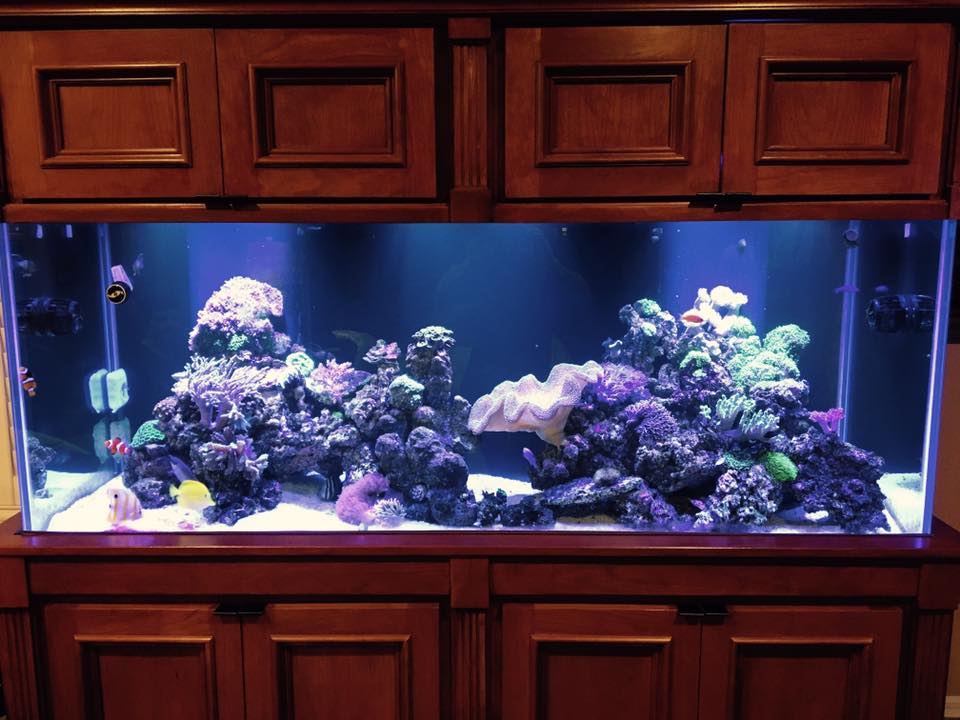 LV Profishionals – Professional aquarium maintenance